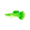 Green Rainbow Guppy