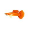 Orange Rainbow Guppy