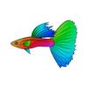 Rainbow Wave Guppy