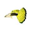 Yellow Vegas Guppy