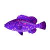 Purple Mutton Hamlet