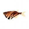 Marble Hatchetfish
