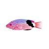 Flag Hogfish