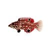 Red Diana Hogfish