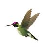 Annas Hummingbird