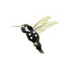 Black Dice Hummingbird