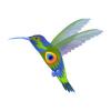 Blue Peacock Hummingbird