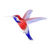 British Hummingbird