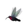 Carib Hummingbird