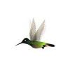 Magnificent Hummingbird