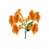 Orange Trumpet Creeper