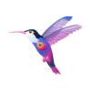 Pink Peacock Hummingbird