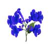 Purple Trumpet Creeper