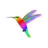 Rainbow Hummmingbird
