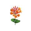 Trumpet Honeysuckle