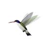 Violet Crowned Hummingbird