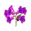 Violet Trumpet Creeper