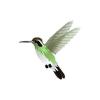White Eared Hummingbird
