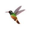 Xantus Hummingbird