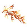Orange Leafy Sea Dragon