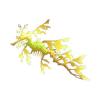 Leafy Sea Dragons