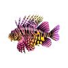 Sunrise Lionfish