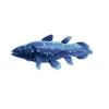 Coelacanth