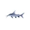 Columbian Shark