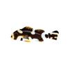 Dogfish Oirentalis