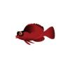 Flame Hawkfish