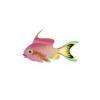 Threadfin Anthias Fish