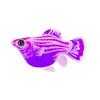 Purple Balloon Molly