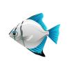 Aqua Moonyfish
