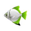 Citrus Moonyfish
