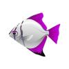 Fuchsia Moonyfish