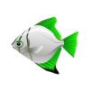 Malachite Moonyfish