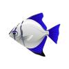 Midnight Moonyfish