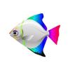 Rainbow Moonyfish
