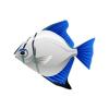 Royal Moonyfish