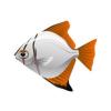 Rusty Moonyfish