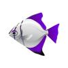Violet Moonyfish