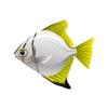 Yellow Moonyfish