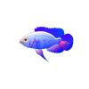 Blueberry Oscar