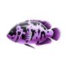 Amethyst Metallic Oscar