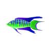 Bluestriped Paradise