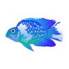 Aqua Parrot Cichlid