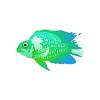 Lagoon Parrot Cichlid