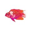 Parrot Cichlids