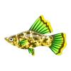 Camo Hi-Fin Platy