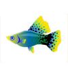 Lemon Tail Platy